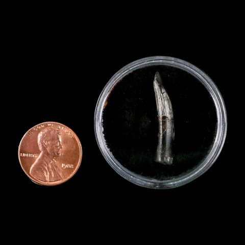 1.1" Ornithocheirid Pterosaur Fossil Tooth Lower Cretaceous Erihaz FM Niger Africa