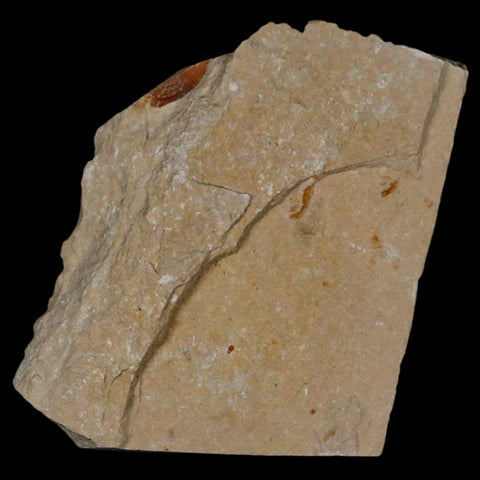 1.4" Fossil Shrimp Carpopenaeus Cretaceous Age 100 Mil Yrs Old Lebanon COA - Fossil Age Minerals