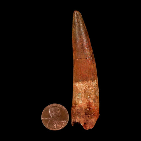 XL 3.2" Spinosaurus Fossil Tooth 100 Million Years Old Cretaceous Dinosaur COA