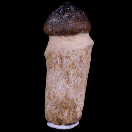 3" Globidens Mosasaur Fossil Tooth Root Cretaceous Dinosaur Era COA & Stand