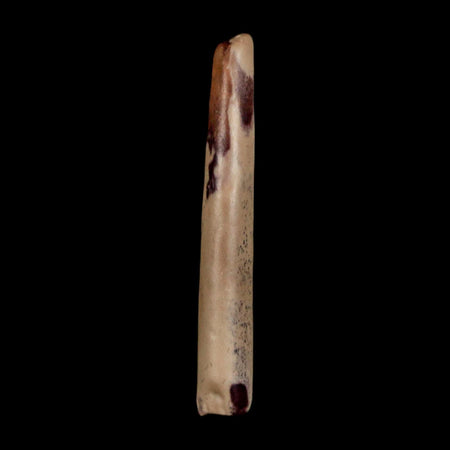 1.3" Ornithocheirid Pterosaur Fossil Tooth Lower Cretaceous Erihaz FM Niger Africa