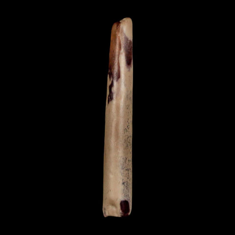 1.3" Ornithocheirid Pterosaur Fossil Tooth Lower Cretaceous Erihaz FM Niger Africa