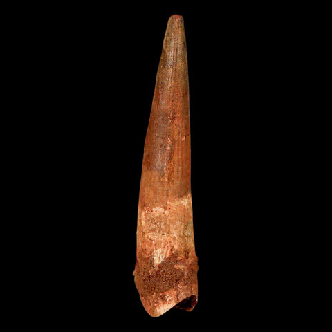 XL 3.2" Spinosaurus Fossil Tooth 100 Million Years Old Cretaceous Dinosaur COA
