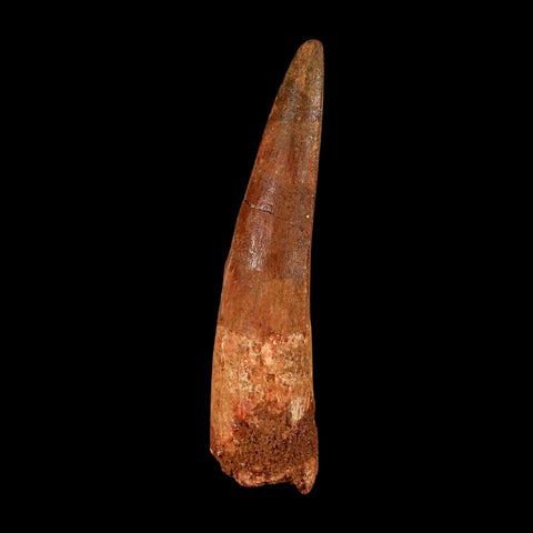 XL 3.2" Spinosaurus Fossil Tooth 100 Million Years Old Cretaceous Dinosaur COA