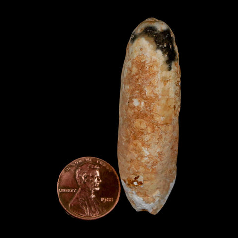 XL 2.3" Fossil Pine Cone Equicalastrobus Replaced By Agate Eocene Age Seeds Fruit