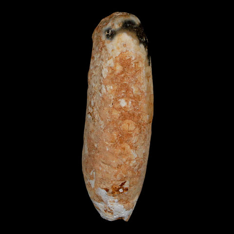 XL 2.3" Fossil Pine Cone Equicalastrobus Replaced By Agate Eocene Age Seeds Fruit