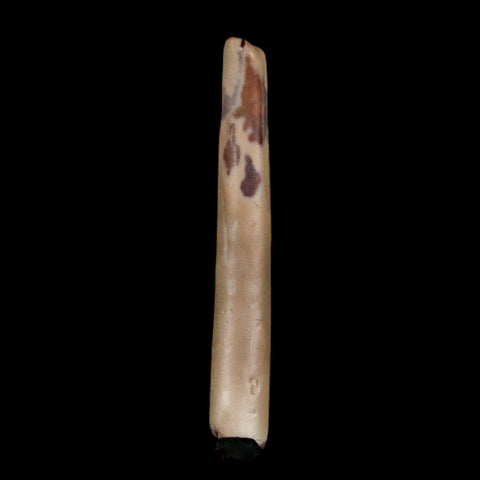 1.3" Ornithocheirid Pterosaur Fossil Tooth Lower Cretaceous Erihaz FM Niger Africa