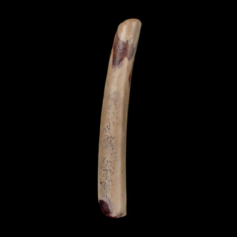 1.3" Ornithocheirid Pterosaur Fossil Tooth Lower Cretaceous Erihaz FM Niger Africa