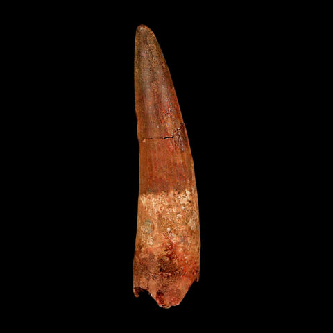 XL 3.2" Spinosaurus Fossil Tooth 100 Million Years Old Cretaceous Dinosaur COA