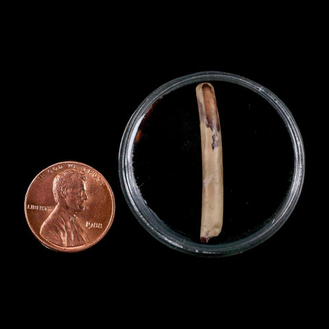 1.3" Ornithocheirid Pterosaur Fossil Tooth Lower Cretaceous Erihaz FM Niger Africa