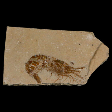 2.3" Fossil Shrimp Carpopenaeus Cretaceous Age 100 Mil Yrs Old Lebanon COA - Fossil Age Minerals