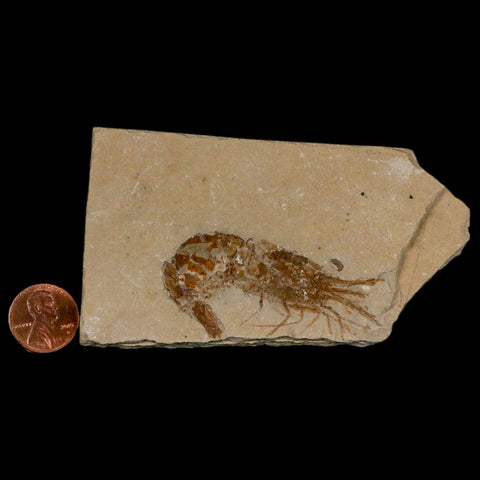 2.3" Fossil Shrimp Carpopenaeus Cretaceous Age 100 Mil Yrs Old Lebanon COA - Fossil Age Minerals