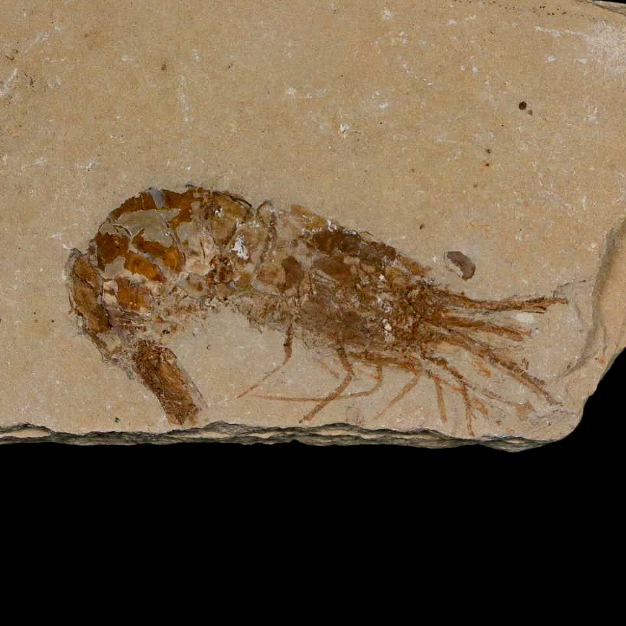 2.3" Fossil Shrimp Carpopenaeus Cretaceous Age 100 Mil Yrs Old Lebanon COA - Fossil Age Minerals