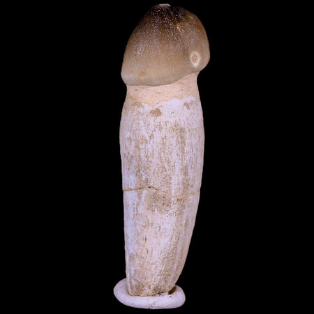 3.1" Globidens Mosasaur Fossil Tooth Root Cretaceous Dinosaur Era COA & Stand
