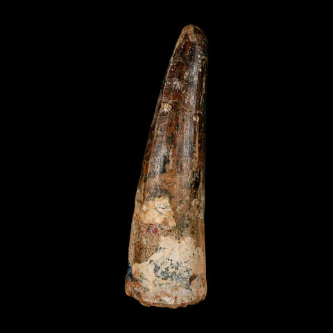 XL 3" Spinosaurus Fossil Tooth 100 Million Years Old Cretaceous Dinosaur COA
