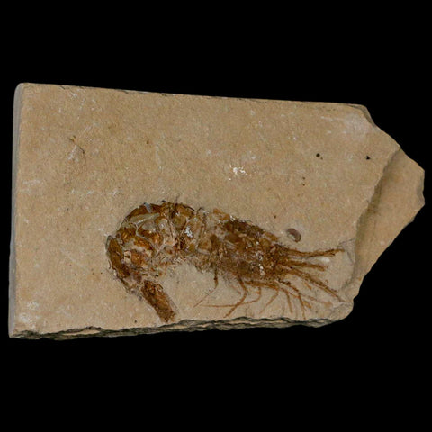 2.3" Fossil Shrimp Carpopenaeus Cretaceous Age 100 Mil Yrs Old Lebanon COA - Fossil Age Minerals