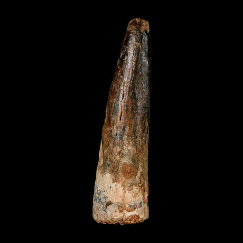 XL 3" Spinosaurus Fossil Tooth 100 Million Years Old Cretaceous Dinosaur COA