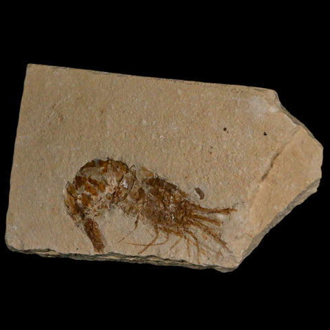 2.3" Fossil Shrimp Carpopenaeus Cretaceous Age 100 Mil Yrs Old Lebanon COA - Fossil Age Minerals