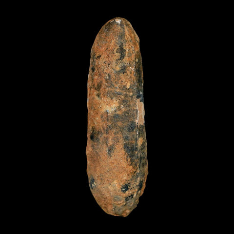 XXL 2.5" Fossil Pine Cone Equicalastrobus Replaced By Agate Eocene Age Seeds Fruit