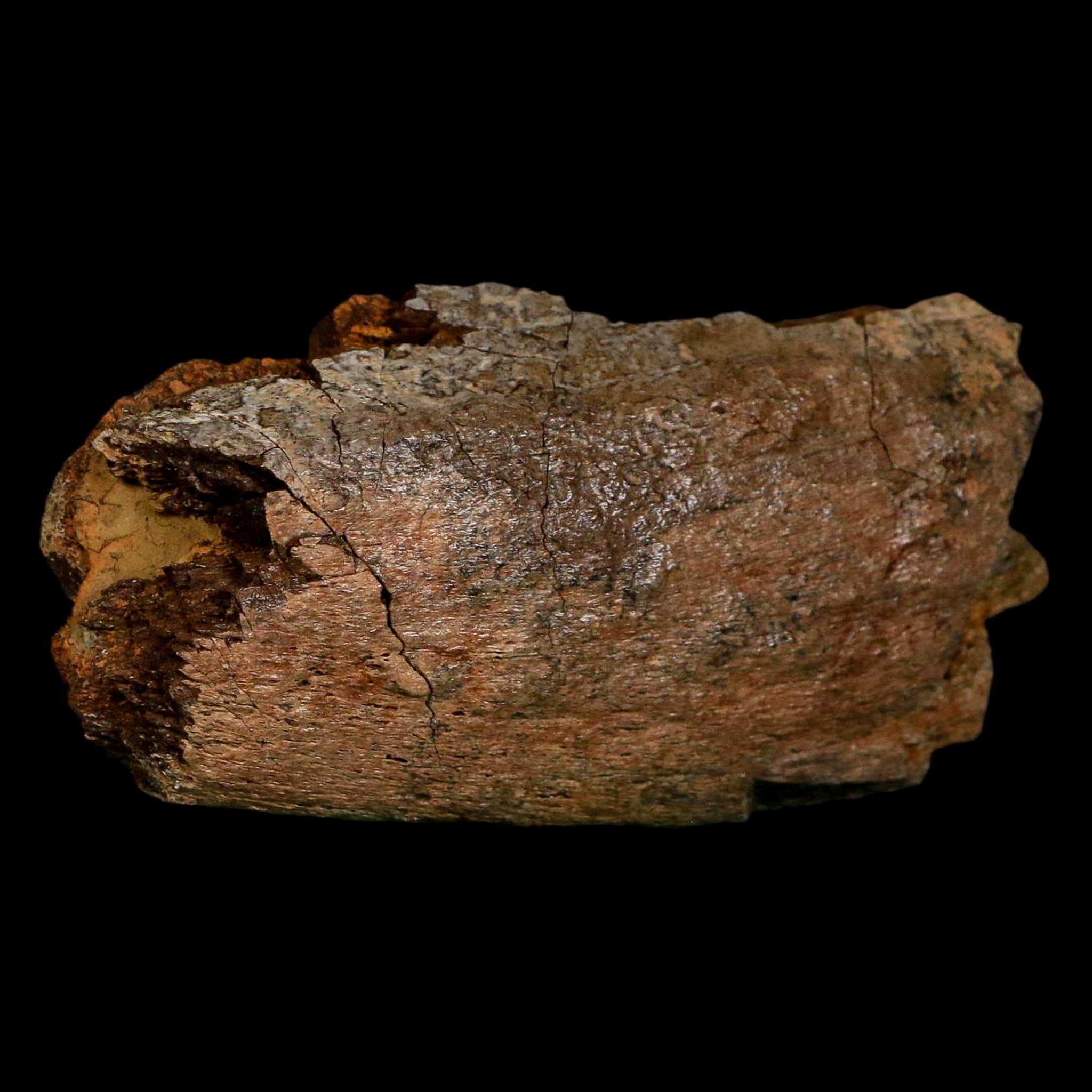 4.2" Hadrosaurus Fossil Rib Bone Lance Creek FM Dinosaur Cretaceous WY COA