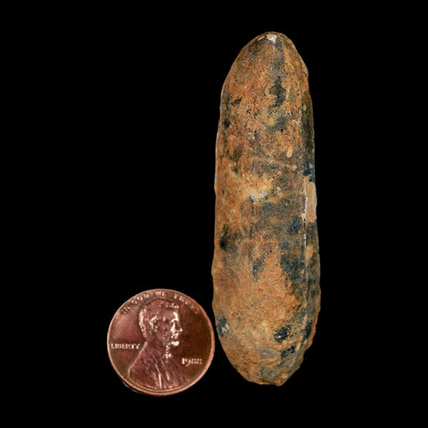 XXL 2.5" Fossil Pine Cone Equicalastrobus Replaced By Agate Eocene Age Seeds Fruit