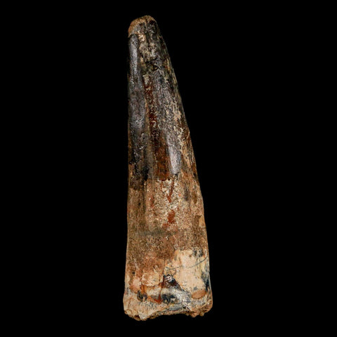 XL 3" Spinosaurus Fossil Tooth 100 Million Years Old Cretaceous Dinosaur COA