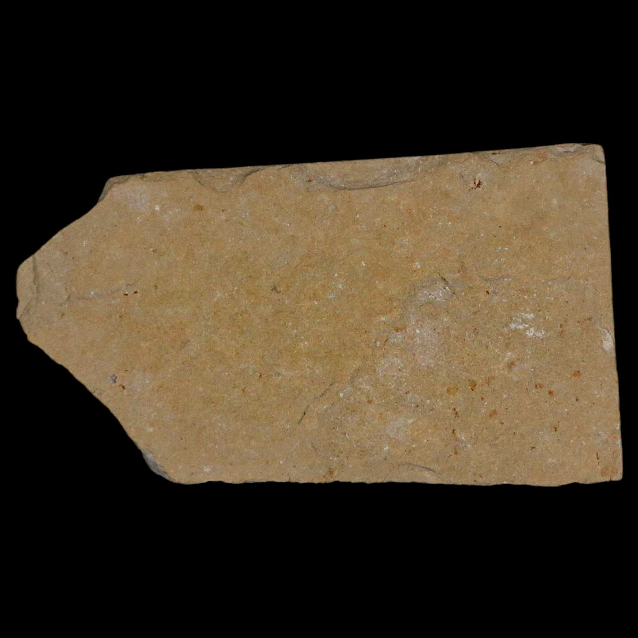 2.3" Fossil Shrimp Carpopenaeus Cretaceous Age 100 Mil Yrs Old Lebanon COA - Fossil Age Minerals