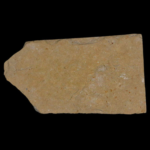 2.3" Fossil Shrimp Carpopenaeus Cretaceous Age 100 Mil Yrs Old Lebanon COA - Fossil Age Minerals