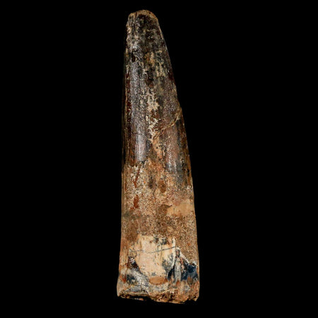 XL 3" Spinosaurus Fossil Tooth 100 Million Years Old Cretaceous Dinosaur COA