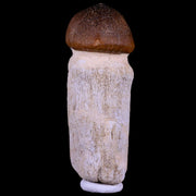 3.3" Globidens Mosasaur Fossil Tooth Root Cretaceous Dinosaur Era COA & Stand