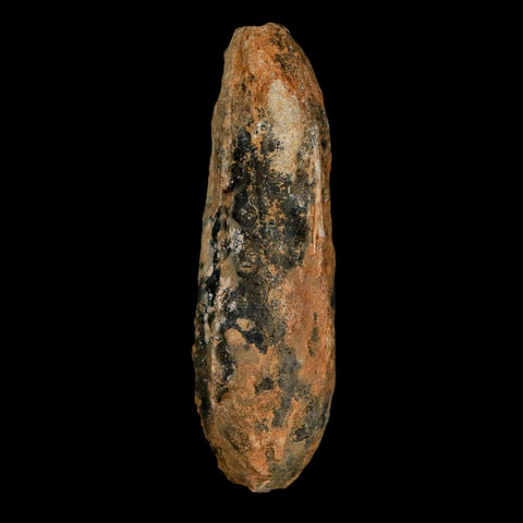 XXL 2.5" Fossil Pine Cone Equicalastrobus Replaced By Agate Eocene Age Seeds Fruit