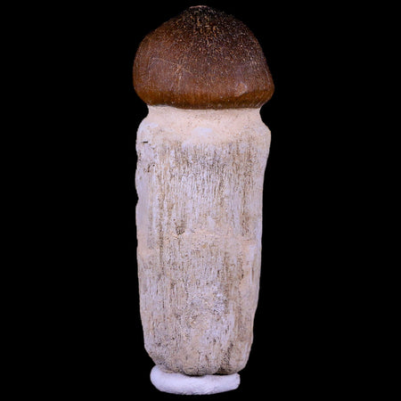 3.3" Globidens Mosasaur Fossil Tooth Root Cretaceous Dinosaur Era COA & Stand