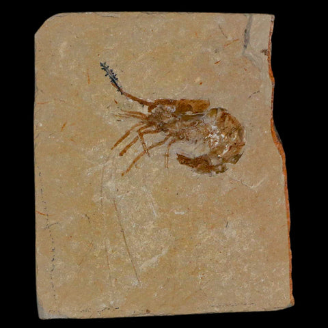 1.4" Fossil Shrimp Carpopenaeus Cretaceous Age 100 Mil Yrs Old Lebanon COA - Fossil Age Minerals