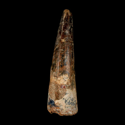 XL 3" Spinosaurus Fossil Tooth 100 Million Years Old Cretaceous Dinosaur COA