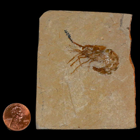 1.4" Fossil Shrimp Carpopenaeus Cretaceous Age 100 Mil Yrs Old Lebanon COA - Fossil Age Minerals