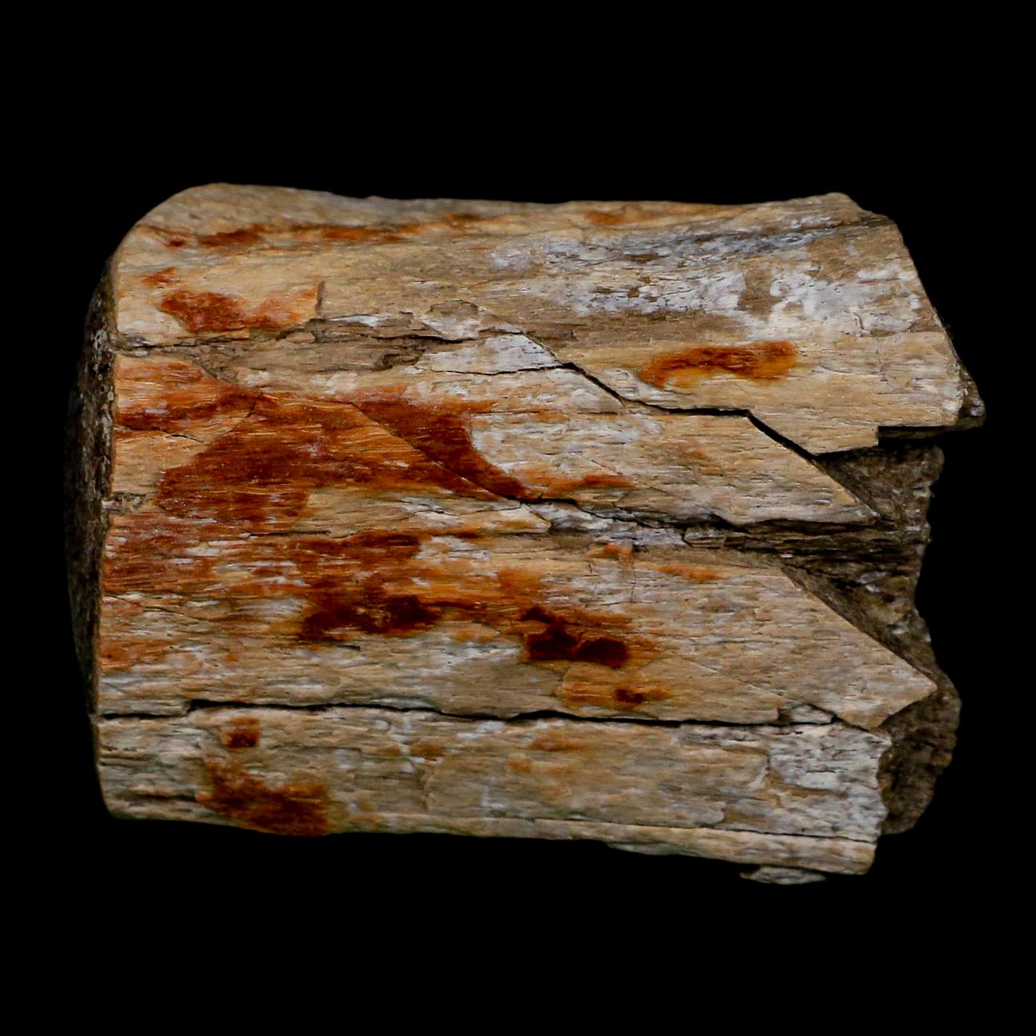 2.5" Hadrosaurus Fossil Limb Bone Polished Aguja FM Texas Dinosaur Cretaceous COA