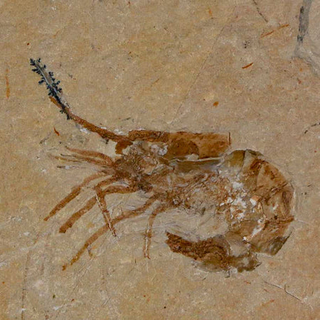 1.4" Fossil Shrimp Carpopenaeus Cretaceous Age 100 Mil Yrs Old Lebanon COA