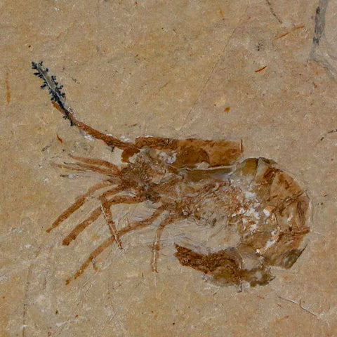 1.4" Fossil Shrimp Carpopenaeus Cretaceous Age 100 Mil Yrs Old Lebanon COA - Fossil Age Minerals