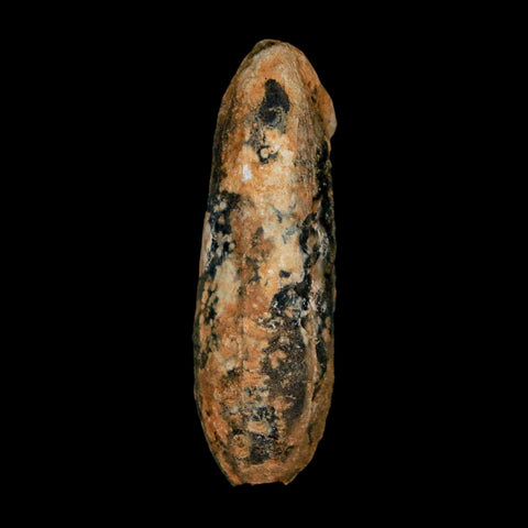 XXL 2.5" Fossil Pine Cone Equicalastrobus Replaced By Agate Eocene Age Seeds Fruit