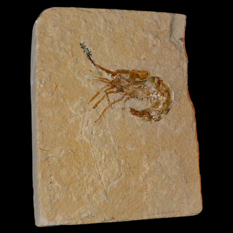 1.4" Fossil Shrimp Carpopenaeus Cretaceous Age 100 Mil Yrs Old Lebanon COA - Fossil Age Minerals