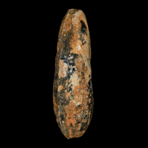 XXL 2.5" Fossil Pine Cone Equicalastrobus Replaced By Agate Eocene Age Seeds Fruit