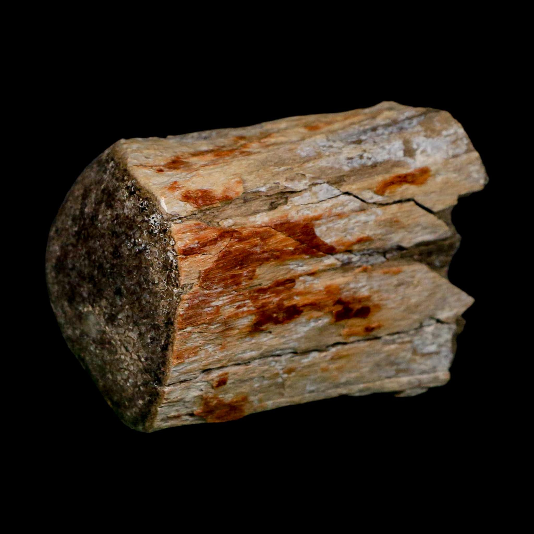 2.5" Hadrosaurus Fossil Limb Bone Polished Aguja FM Texas Dinosaur Cretaceous COA