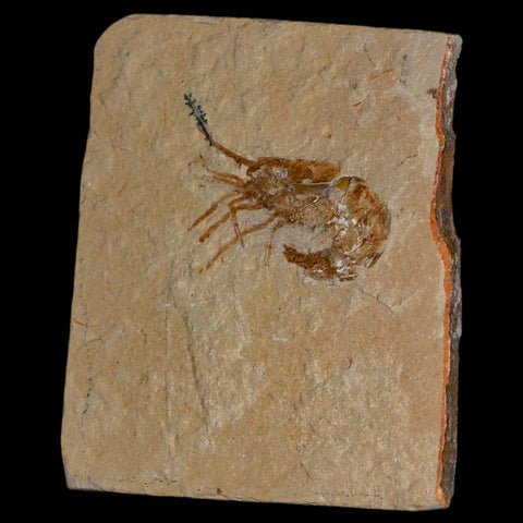 1.4" Fossil Shrimp Carpopenaeus Cretaceous Age 100 Mil Yrs Old Lebanon COA - Fossil Age Minerals