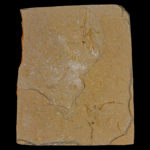 1.4" Fossil Shrimp Carpopenaeus Cretaceous Age 100 Mil Yrs Old Lebanon COA - Fossil Age Minerals