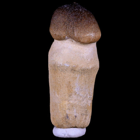 2.8" Globidens Mosasaur Fossil Tooth Root Cretaceous Dinosaur Era COA & Stand