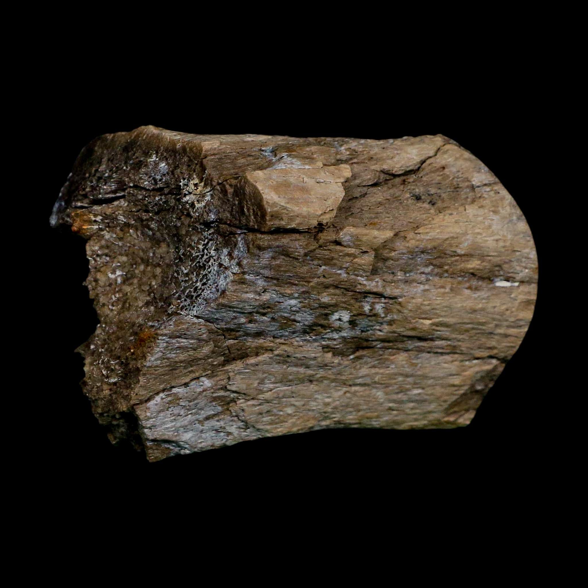 2.5" Hadrosaurus Fossil Limb Bone Polished Aguja FM Texas Dinosaur Cretaceous COA
