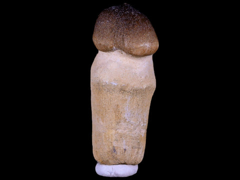 2.8" Globidens Mosasaur Fossil Tooth Root Cretaceous Dinosaur Era COA & Stand - Fossil Age Minerals