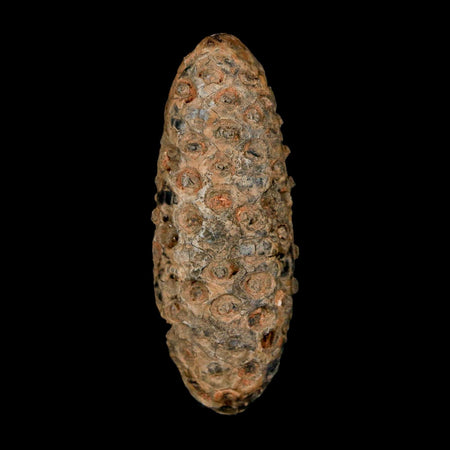 XL 2.4" Fossil Pine Cone Equicalastrobus Replaced By Agate Eocene Age Seeds Fruit