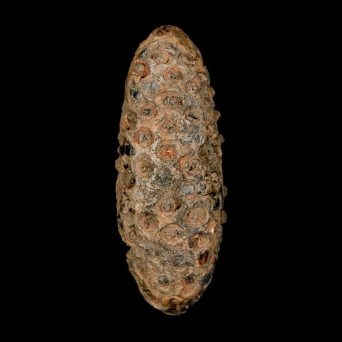 XL 2.4" Fossil Pine Cone Equicalastrobus Replaced By Agate Eocene Age Seeds Fruit