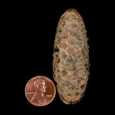 XL 2.4" Fossil Pine Cone Equicalastrobus Replaced By Agate Eocene Age Seeds Fruit